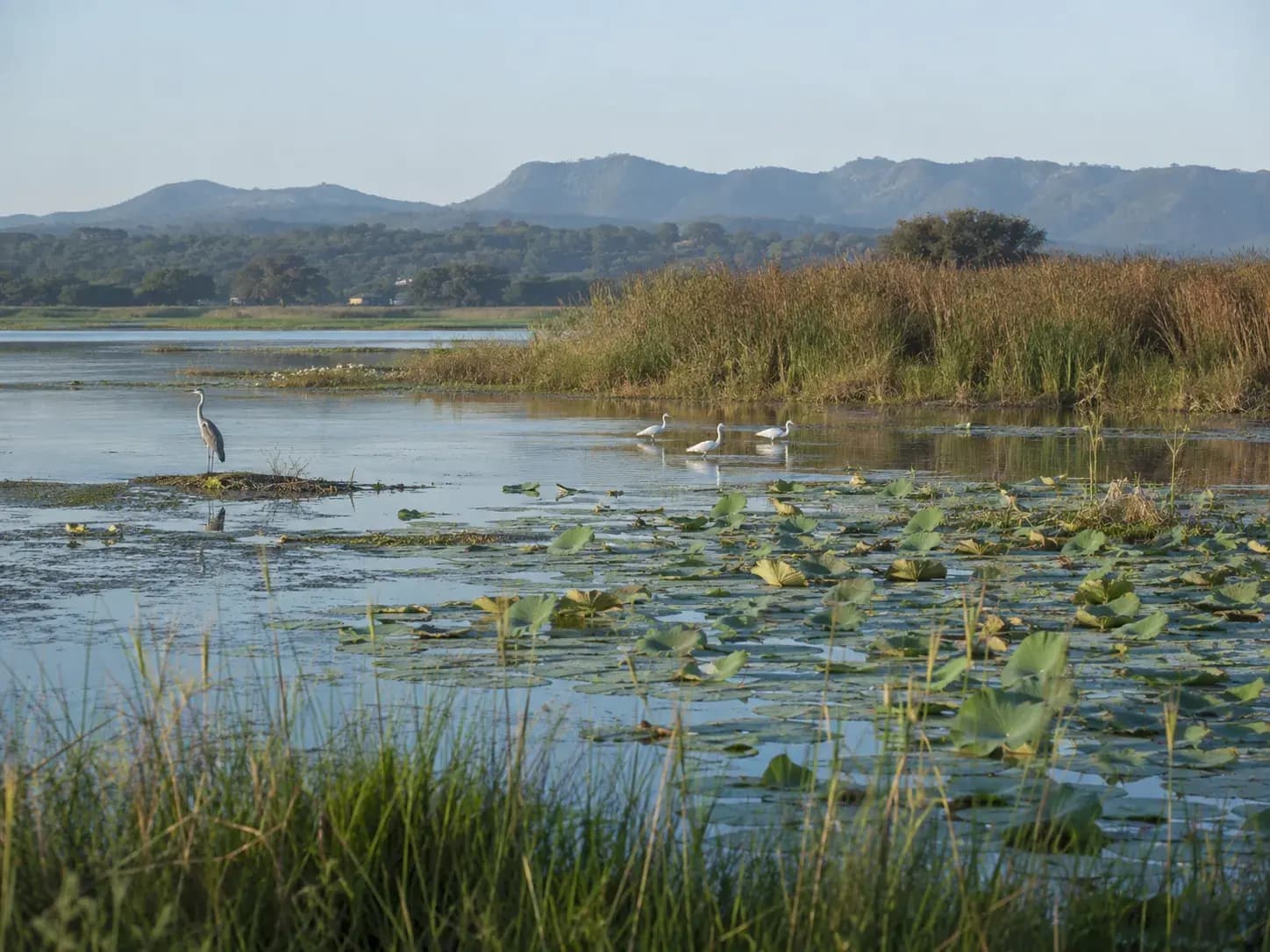 inland freshwater wetland with reed beds