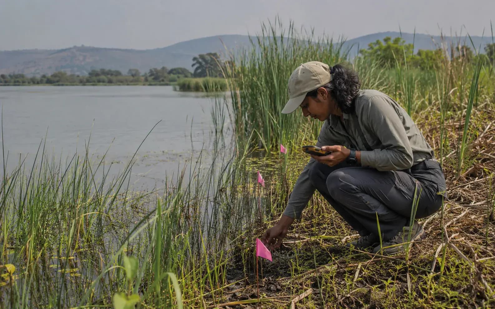 ecologist delineating a wetland boundary with survey flags and a GPS at the reed