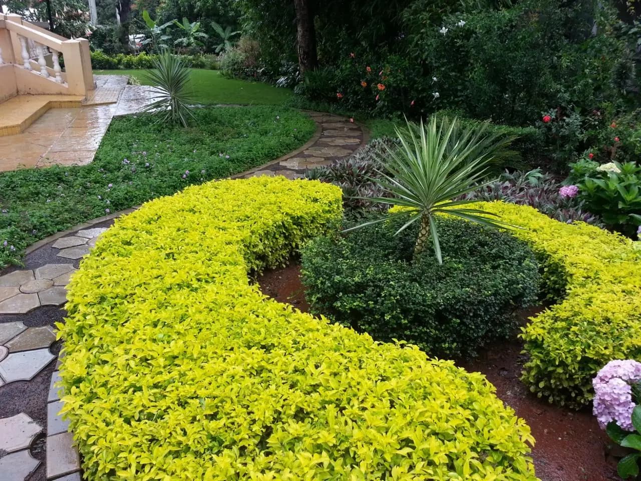 Curved beds of bright golden-leaved duranta edging a stone path, with a yucca and flowering shrubs, wet after rain