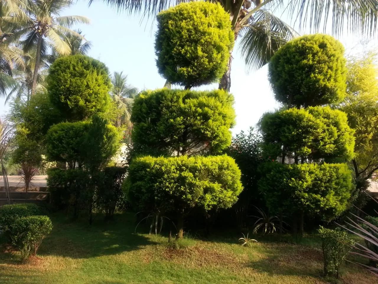 Rows of clipped conifer topiary in cones and tiers on mown lawn, with coconut palms behind, at Jamnagar