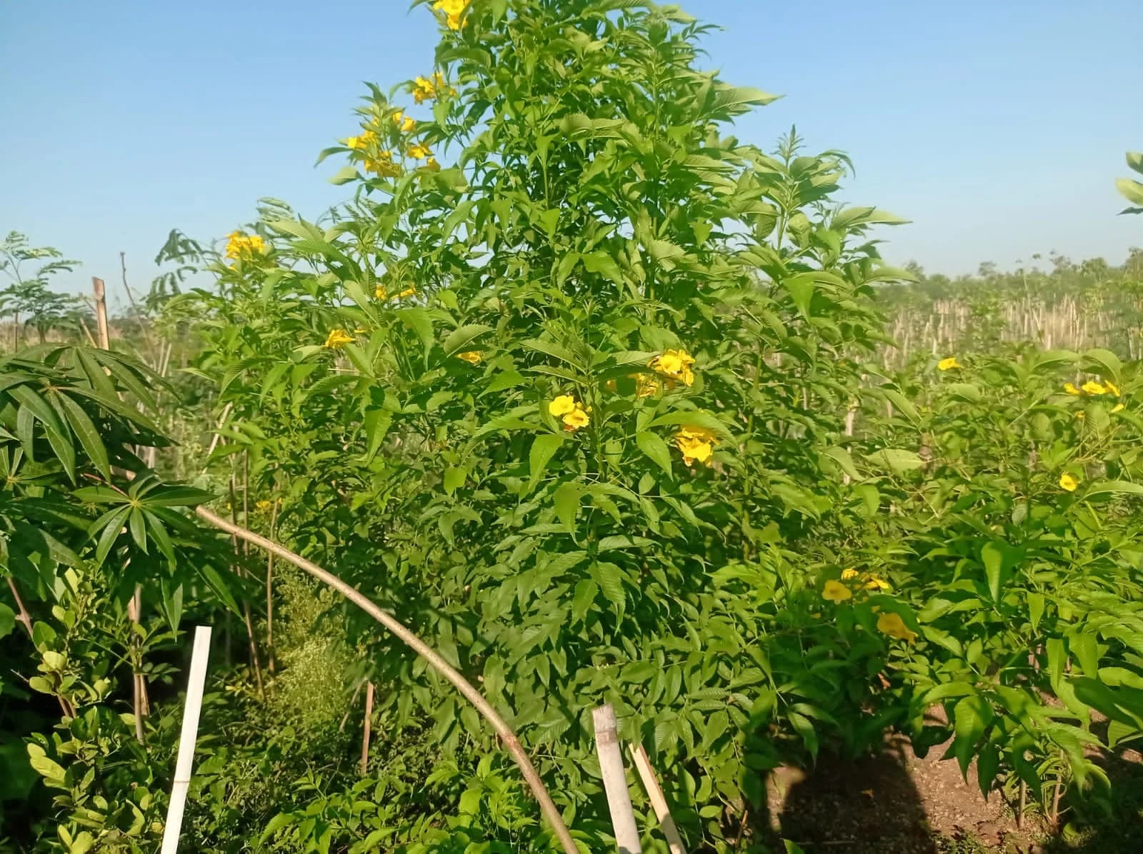 Yellow tecoma in flower above the dense canopy of the Jamnagar plantation, with bamboo stakes still visible between the stems