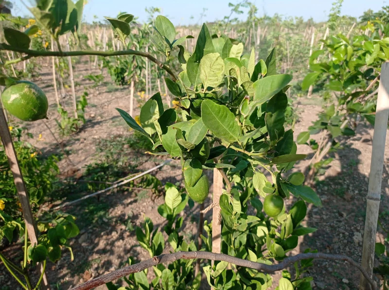 A lemon tree in the Jamnagar plantation already carrying fruit at six to eight months, with staked saplings in rows behind it