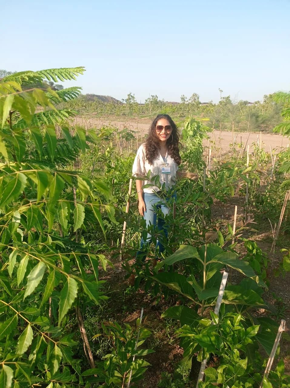 The planted rows at Jamnagar with bamboo stakes and bare ground still showing between them, an earlier stage of the same plantation