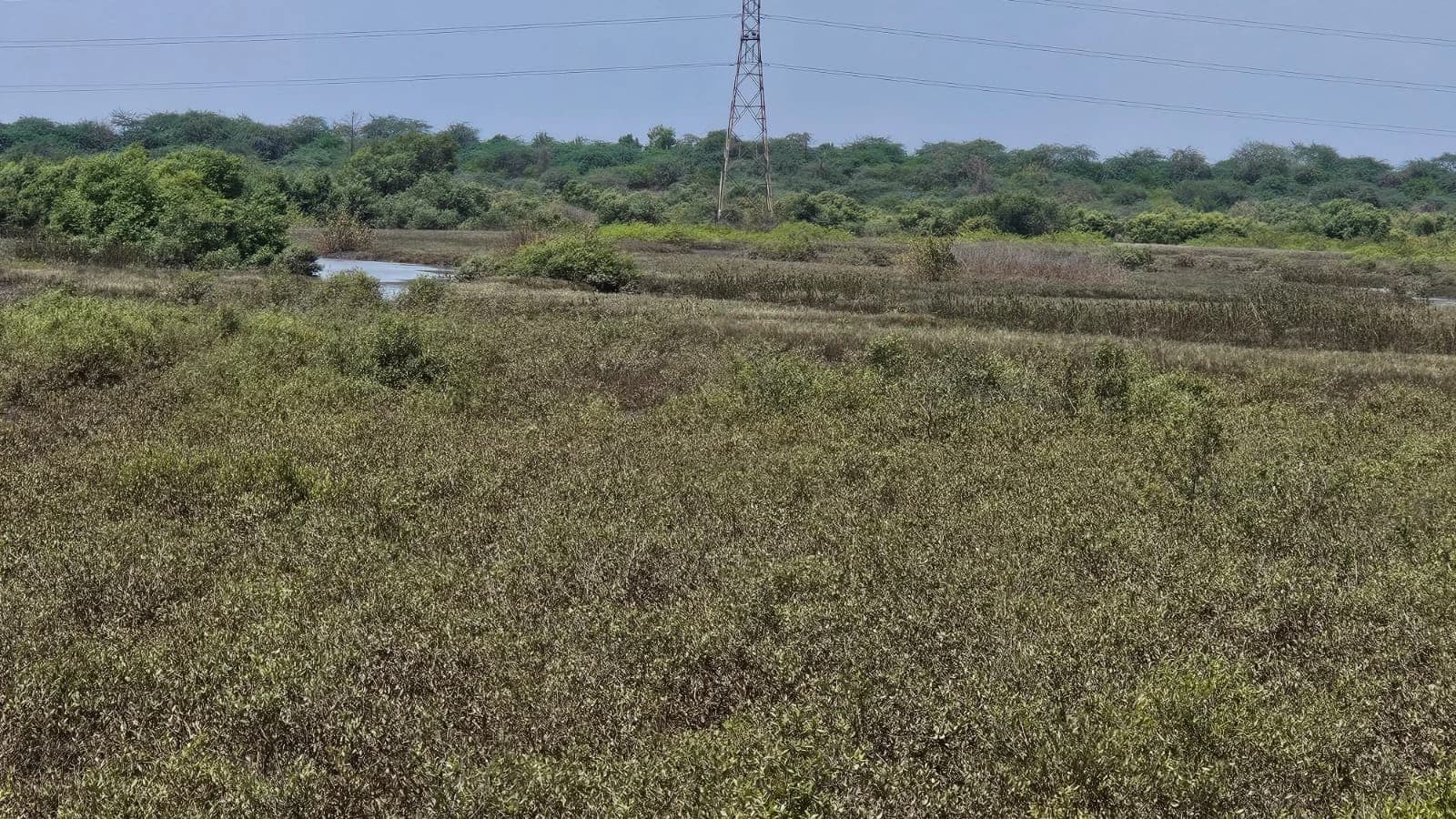 The Dahanu shoreline at the proposed jetty site: sparse mangrove scrub and saltmarsh running back to a creek, with a transmission tower on the treeline