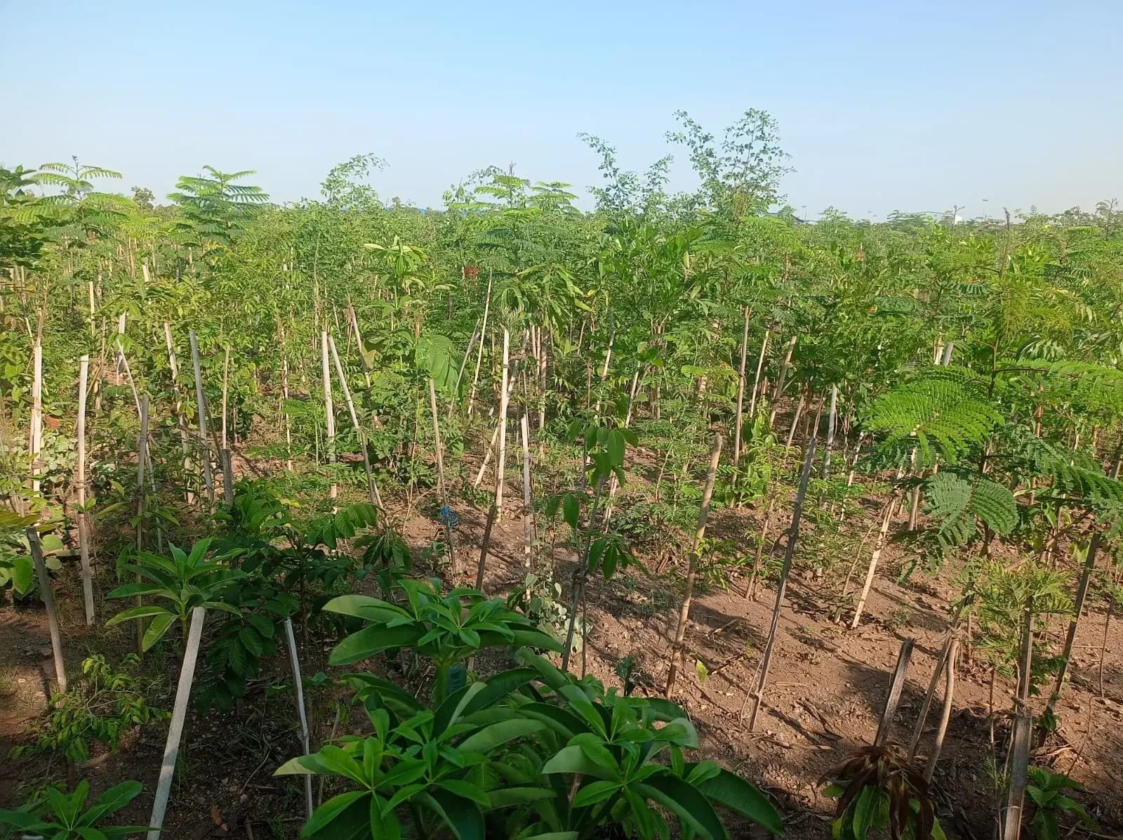 Rows of staked saplings on red earth, planted at Miyawaki density