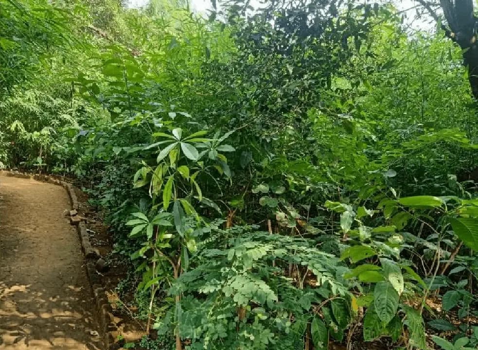 Layered native planting closing in over a narrow earth trail