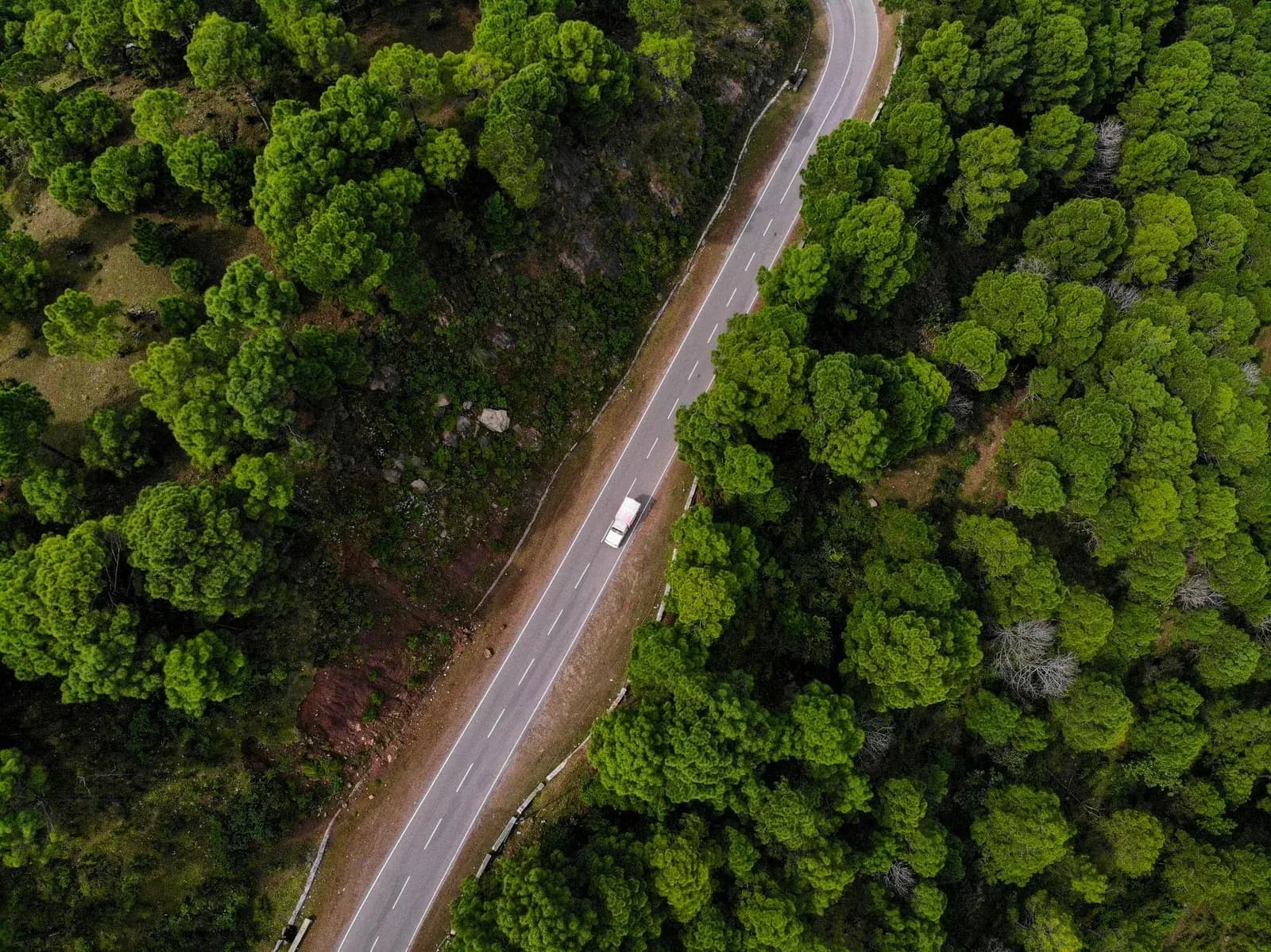 Forest canopy over undisturbed ground