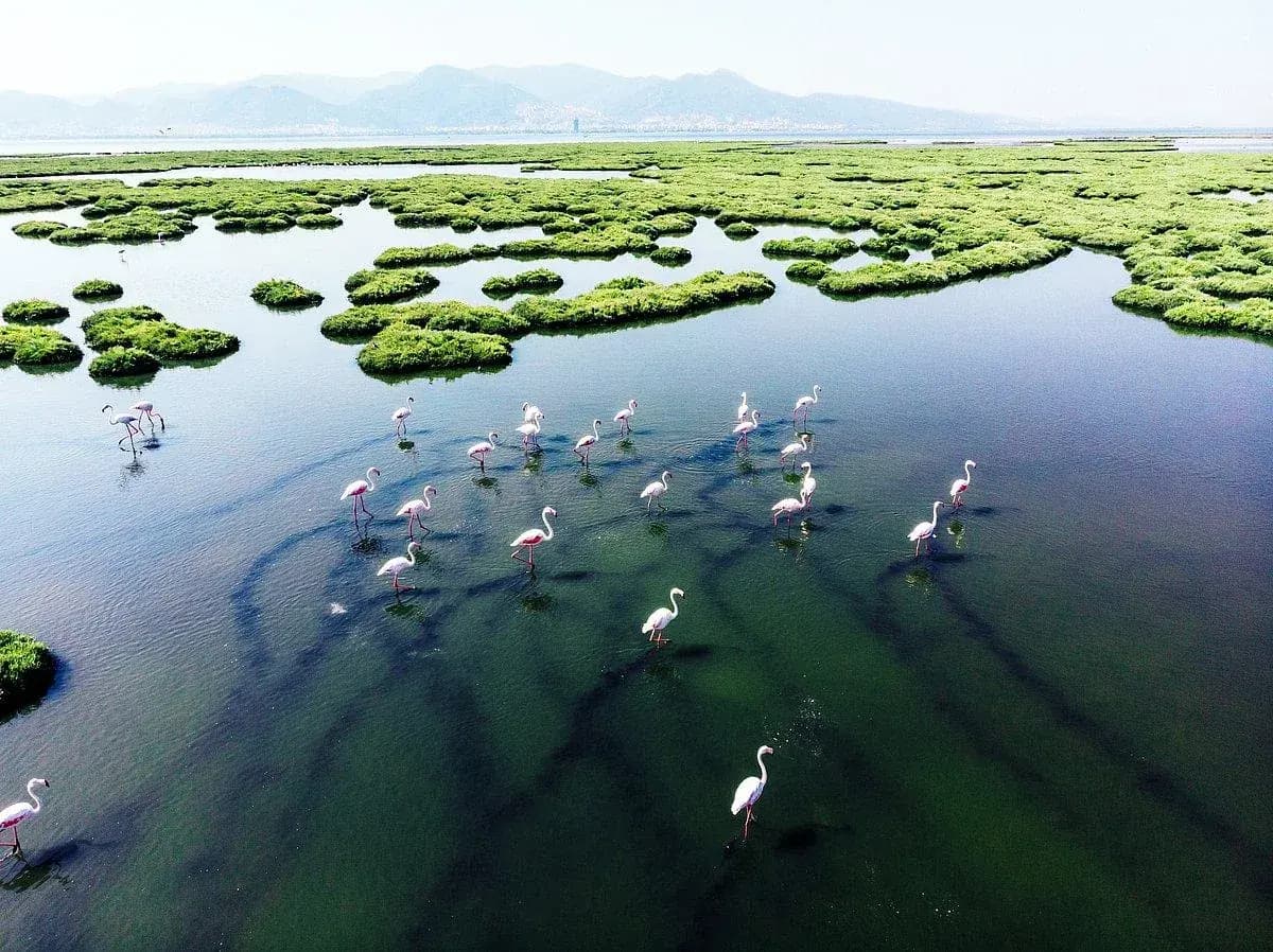 A wetland with open water and marginal vegetation