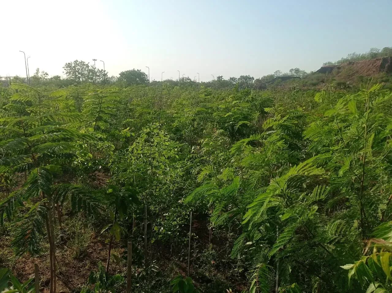 A dense young Miyawaki plantation, canopy closed over, open sky above