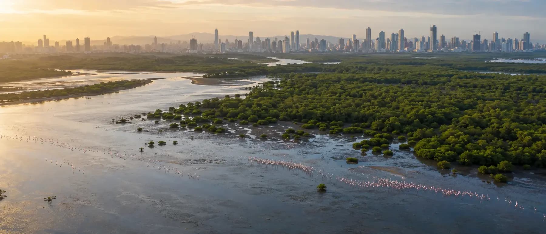 region mumbai mangrove