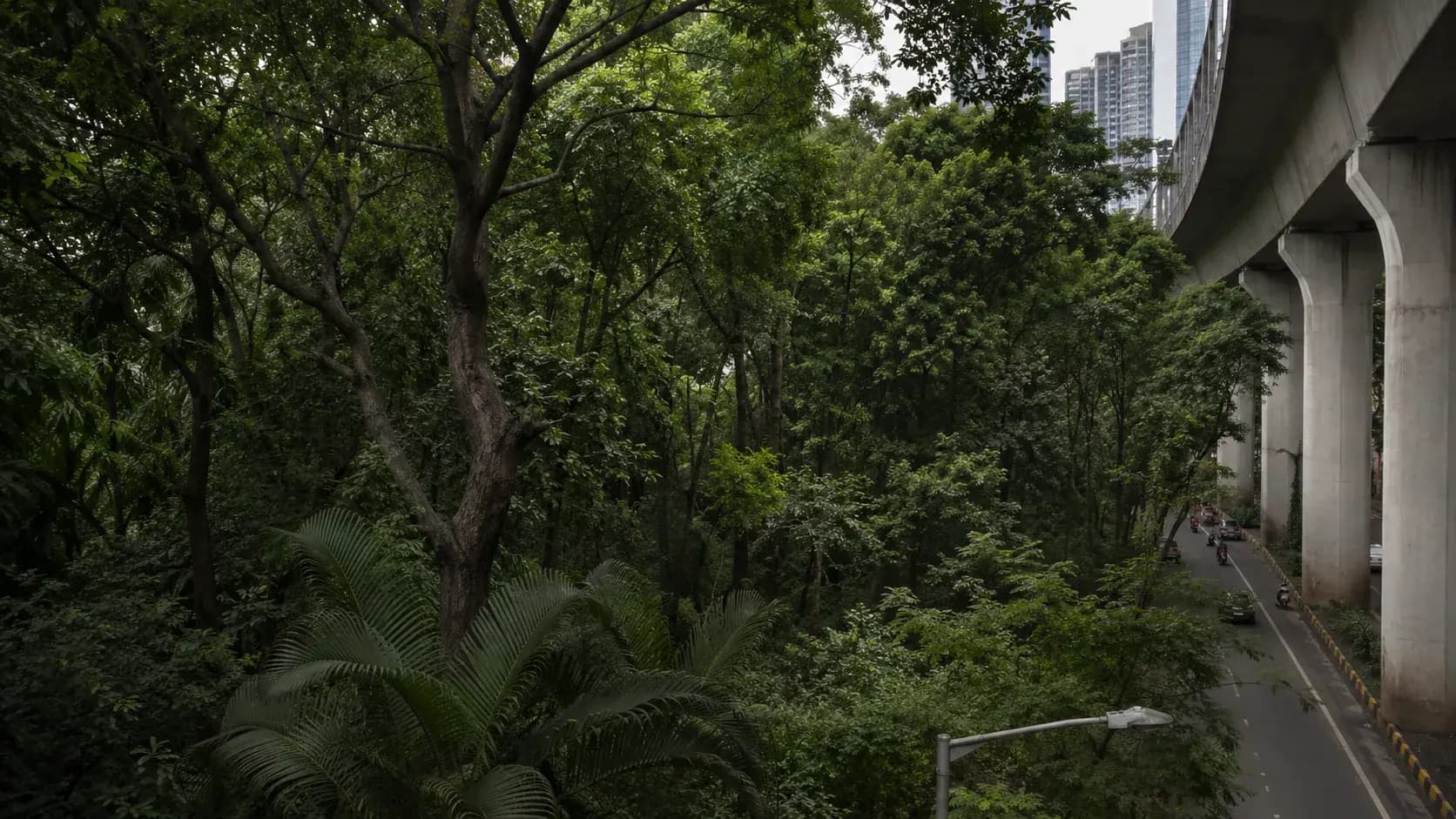 dense multi-layered young Miyawaki urban forest in Mumbai