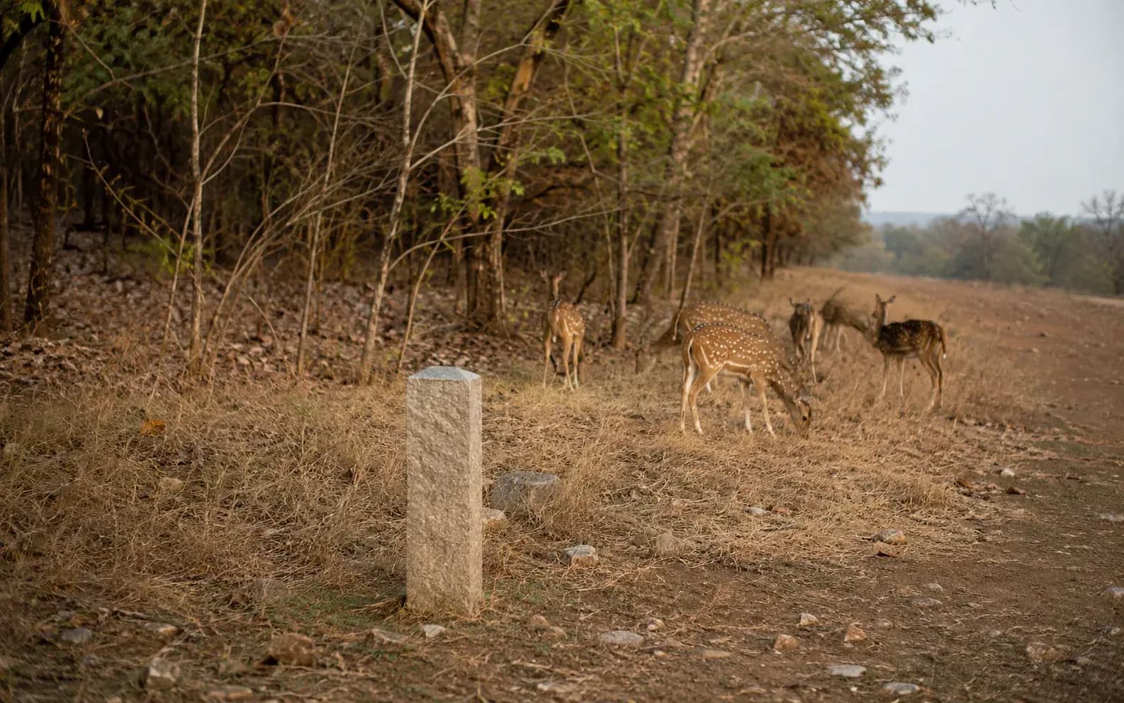 service wildlife