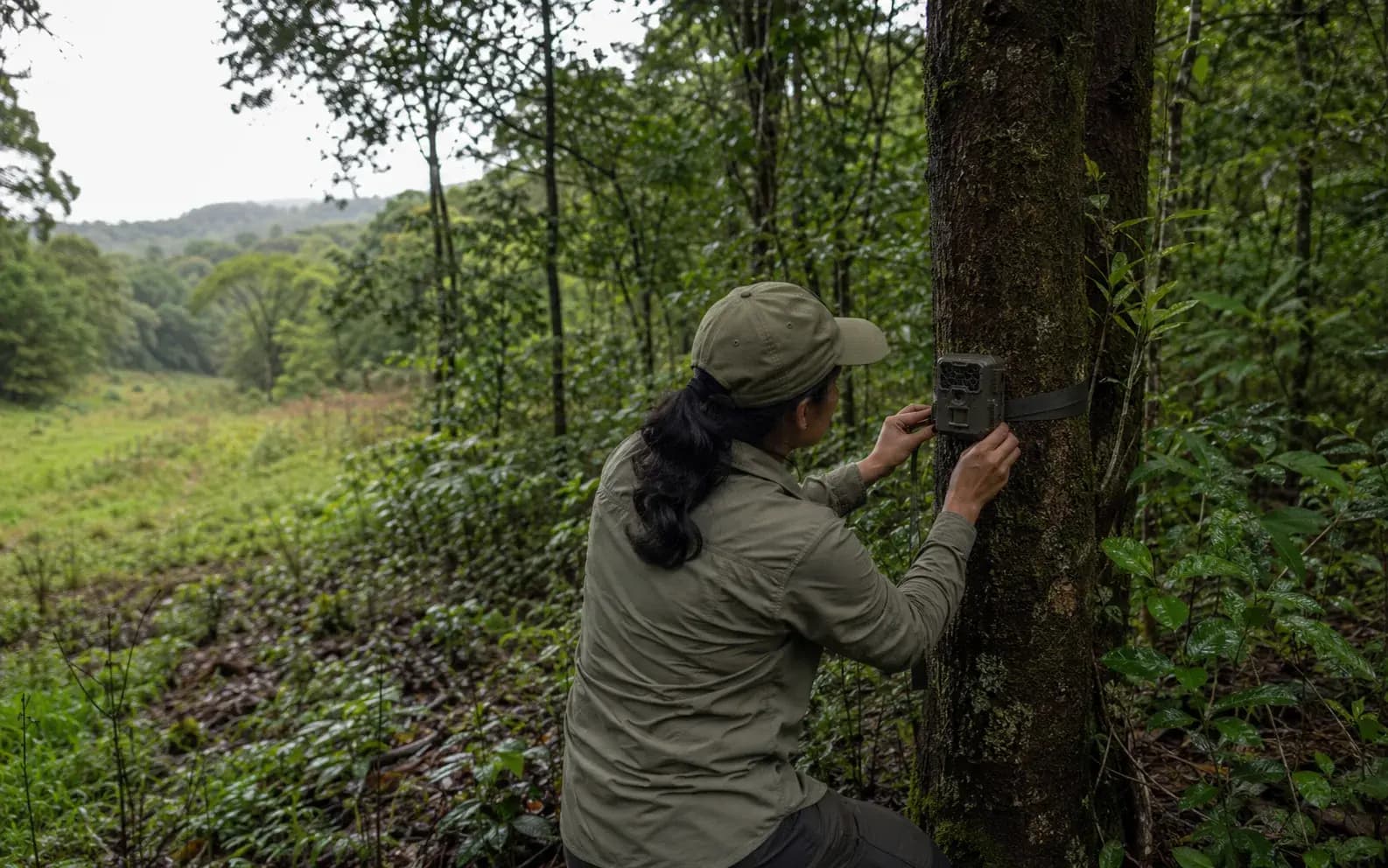 ecologist mounting a camera trap on a tree at the edge of an eco-sensitive zone