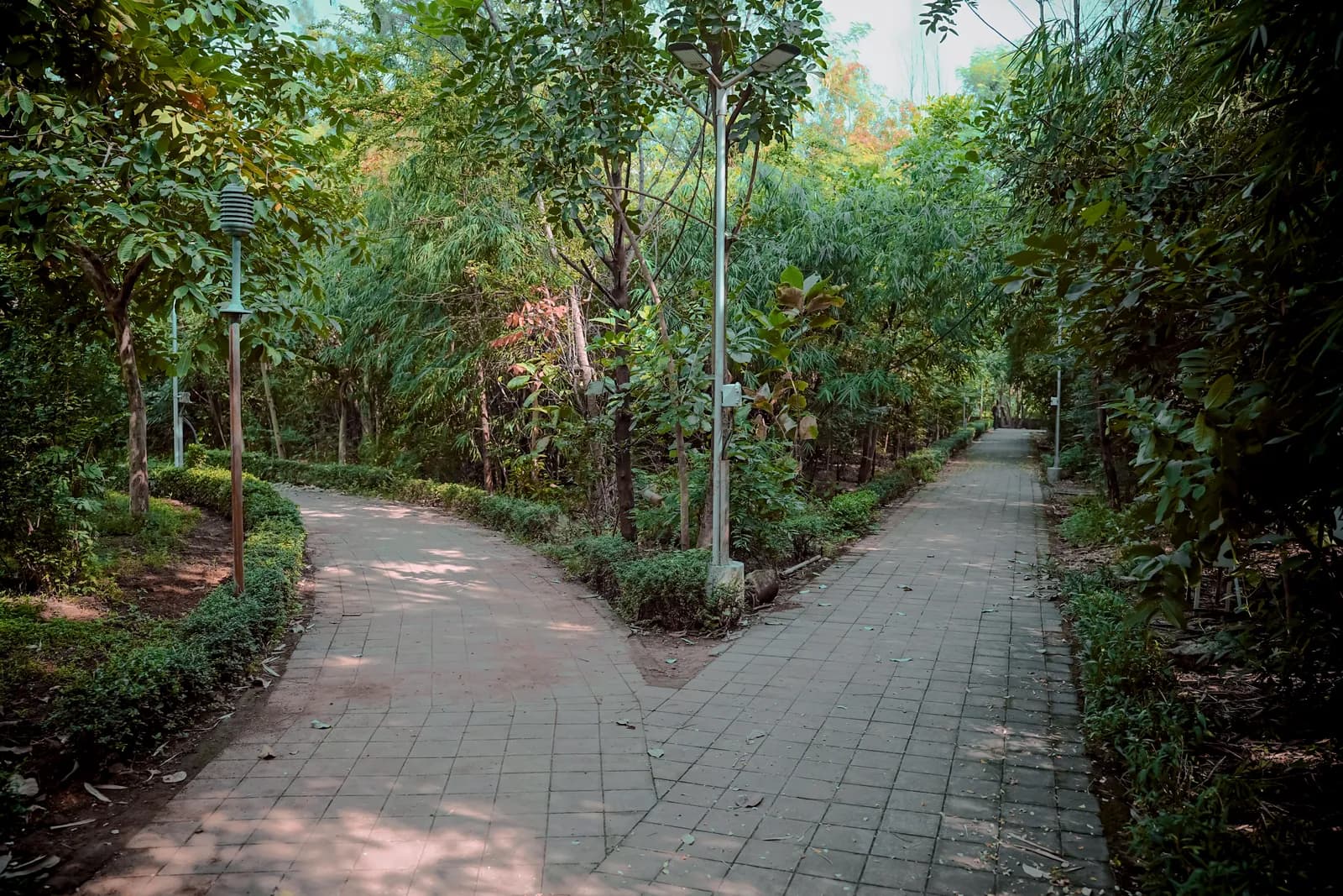 A matured Miyawaki plantation at Mulund, paths running between closed-canopy planting